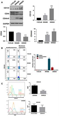 O-GlcNAcylation Is Involved in the Regulation of Stem Cell Markers Expression in Colon Cancer Cells